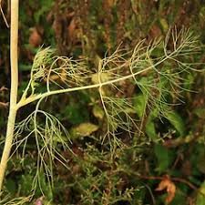 Attēlu rezultāti vaicājumam “Anethum graveolens leaf”