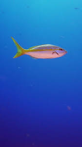 Image result for Ocyurus chrysurus