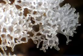 Attēlu rezultāti vaicājumam “Ceratiomyxa fruticulosa macro”