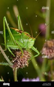Attēlu rezultāti vaicājumam “Tettigonia cantans”
