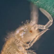 Attēlu rezultāti vaicājumam “Heteromurus nitidus”