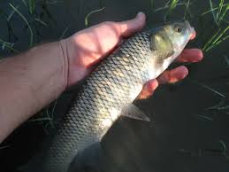 Image result for Squalius vardarensis