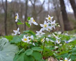 Attēlu rezultāti vaicājumam “Isopyrum thalictroides”