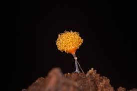 Attēlu rezultāti vaicājumam “Hemitrichia calyculata stalked”