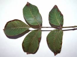 Attēlu rezultāti vaicājumam “Juglans regia leaf”