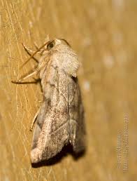 Attēlu rezultāti vaicājumam “Cosmia trapezina”