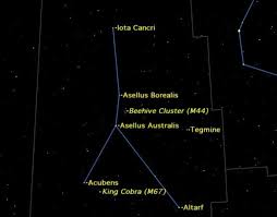 Image result for Cancer borealis