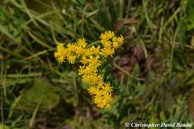 Attēlu rezultāti vaicājumam “Oligonema flavidum”