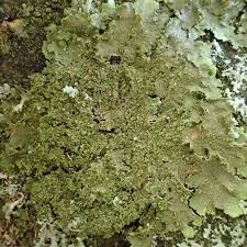 Attēlu rezultāti vaicājumam “Melanohalea exasperata”