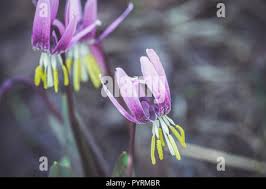 Attēlu rezultāti vaicājumam “Erythronium sibiricum”