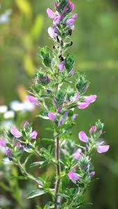 Attēlu rezultāti vaicājumam “Ononis arvensis flower”