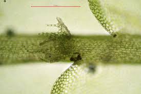 Attēlu rezultāti vaicājumam “Lophocolea coadunata”