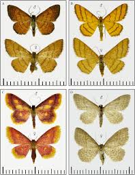 Attēlu rezultāti vaicājumam “Idaea muricata”