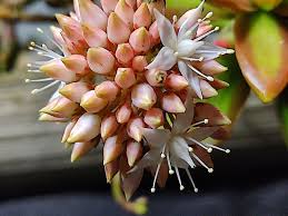 Attēlu rezultāti vaicājumam “Sedum pallidum bud”