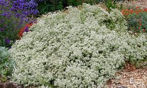 Attēlu rezultāti vaicājumam “Lycogala succineum sessile”