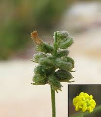 Attēlu rezultāti vaicājumam “Medicago lupulina fruit”