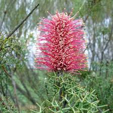 Image result for Dahlia x pinnata `Decorative Giants`