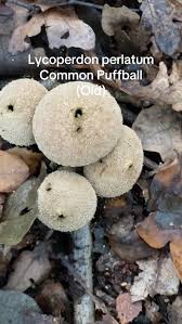 Attēlu rezultāti vaicājumam “Lycoperdon perlatum”