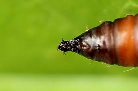 Attēlu rezultāti vaicājumam “Aphelia paleana”