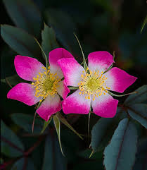 Attēlu rezultāti vaicājumam “Rosa glauca flower”