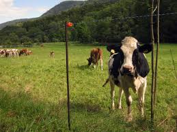 Image result for vallorbe tehron