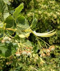 Attēlu rezultāti vaicājumam “Tilia platyphyllos subsp. platyphyllos”