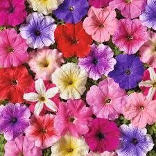 Image result for Petunia hybrida