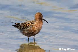 Attēlu rezultāti vaicājumam “Calidris ferruginea adult”