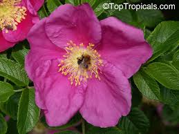 Attēlu rezultāti vaicājumam “Rosa villosa”