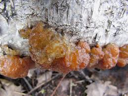 Attēlu rezultāti vaicājumam “Exidia cartilaginea”