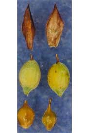 Attēlu rezultāti vaicājumam “Carex limosa fruit”