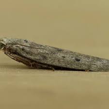 Attēlu rezultāti vaicājumam “Aphomia sociella female”