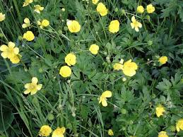 Attēlu rezultāti vaicājumam “Ranunculus polyanthemos”