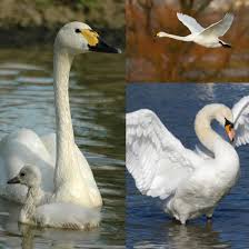 Attēlu rezultāti vaicājumam “Tadorna tadorna juvenile”