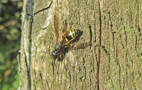 Attēlu rezultāti vaicājumam “Ancistrocerus sp. male”