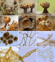 Attēlu rezultāti vaicājumam “Trichia varia spores”