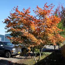 Attēlu rezultāti vaicājumam “Acer pseudosieboldianum”