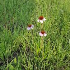 Image result for Echinacea angustifolia
