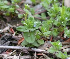 Attēlu rezultāti vaicājumam “Veronica arvensis leaf”