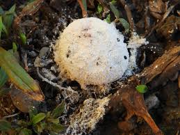 Attēlu rezultāti vaicājumam “Fuligo septica var. candida spores”