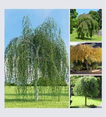 Attēlu rezultāti vaicājumam “Betula pendula Youngii”