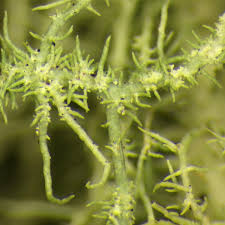 Attēlu rezultāti vaicājumam “Usnea hirta”