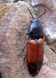 Attēlu rezultāti vaicājumam “Ampedus balteatus”