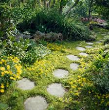 Attēlu rezultāti vaicājumam “Lysimachia nummularia flower”
