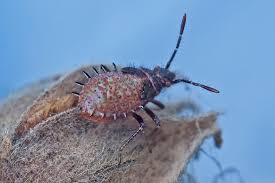 Attēlu rezultāti vaicājumam “Rhopalus maculatus”