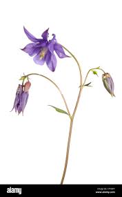 Attēlu rezultāti vaicājumam “Aquilegia vulgaris bud”
