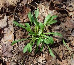 Attēlu rezultāti vaicājumam “Taraxacum officinale aggr. leaf”