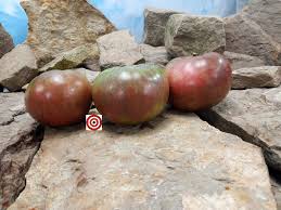 Afbeeldingsresultaat voor 1884 purple tomato
