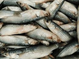 Image result for Crenimugil seheli