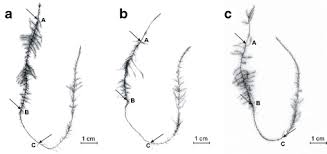 Attēlu rezultāti vaicājumam “Warnstorfia exannulata”